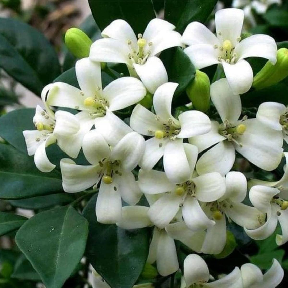 White Murraya Flower Seeds for Planting  Heirloom Non-GMO, High Germination Organic Garden Seeds