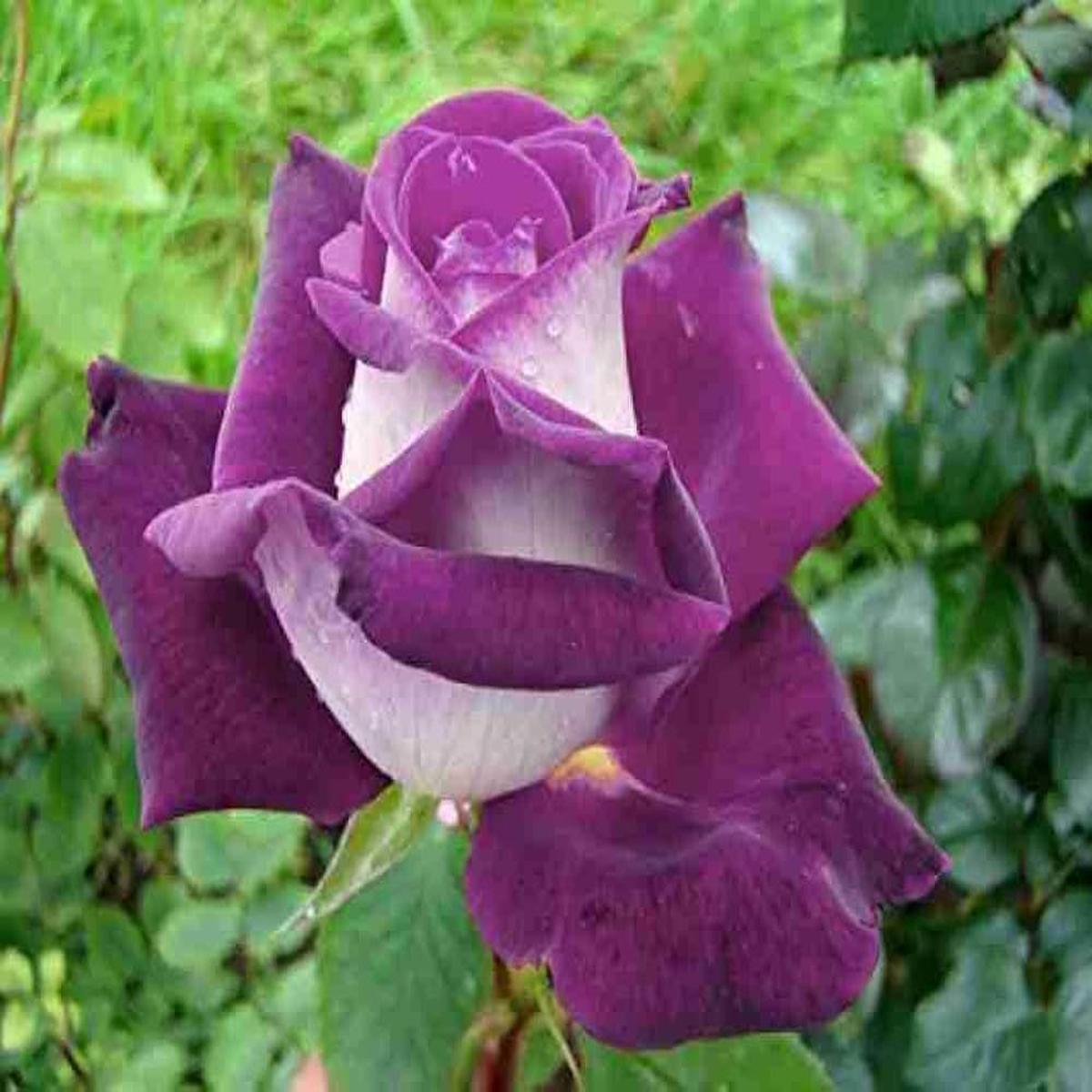 White Purple Rose Flower Seeds for Planting  Premium Quality, Heirloom, Non-GMO, High Germination Organic Garden Seeds