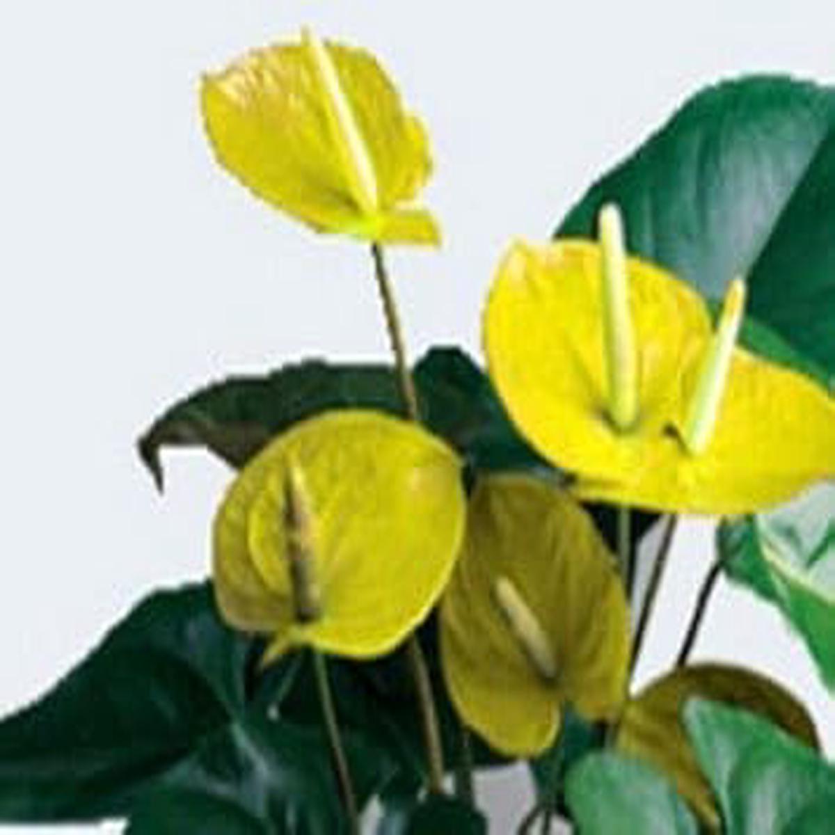 Yellow Anthurium Andraeanu Flower Seeds for Planting  Heirloom & Non-GMO Tropical Garden Seeds