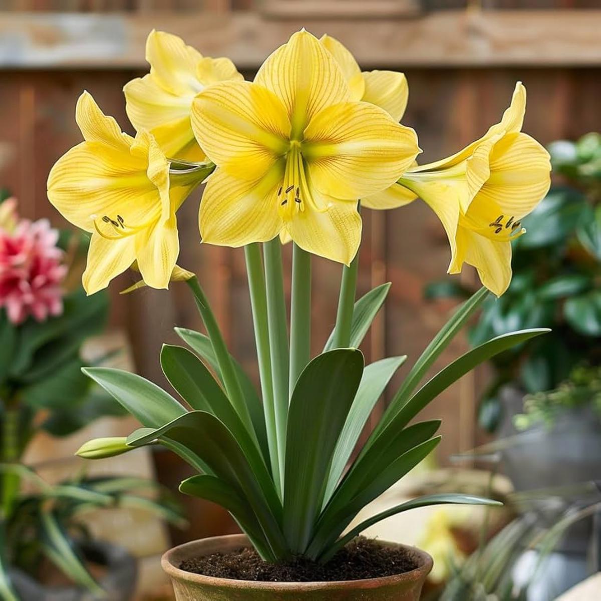 Yellow Sunrise Amaryllis Seeds for Planting – Stunning Blooms for Flower Bed & Home Garden