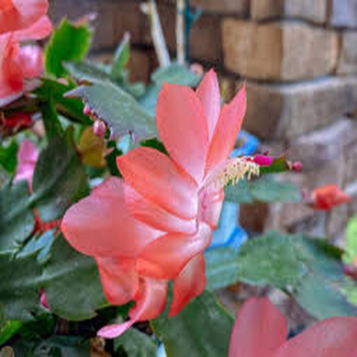 Zygocactus Peach Flower Seeds for Planting Low Maintenance, Heirloom, Non-GMO, High Germination