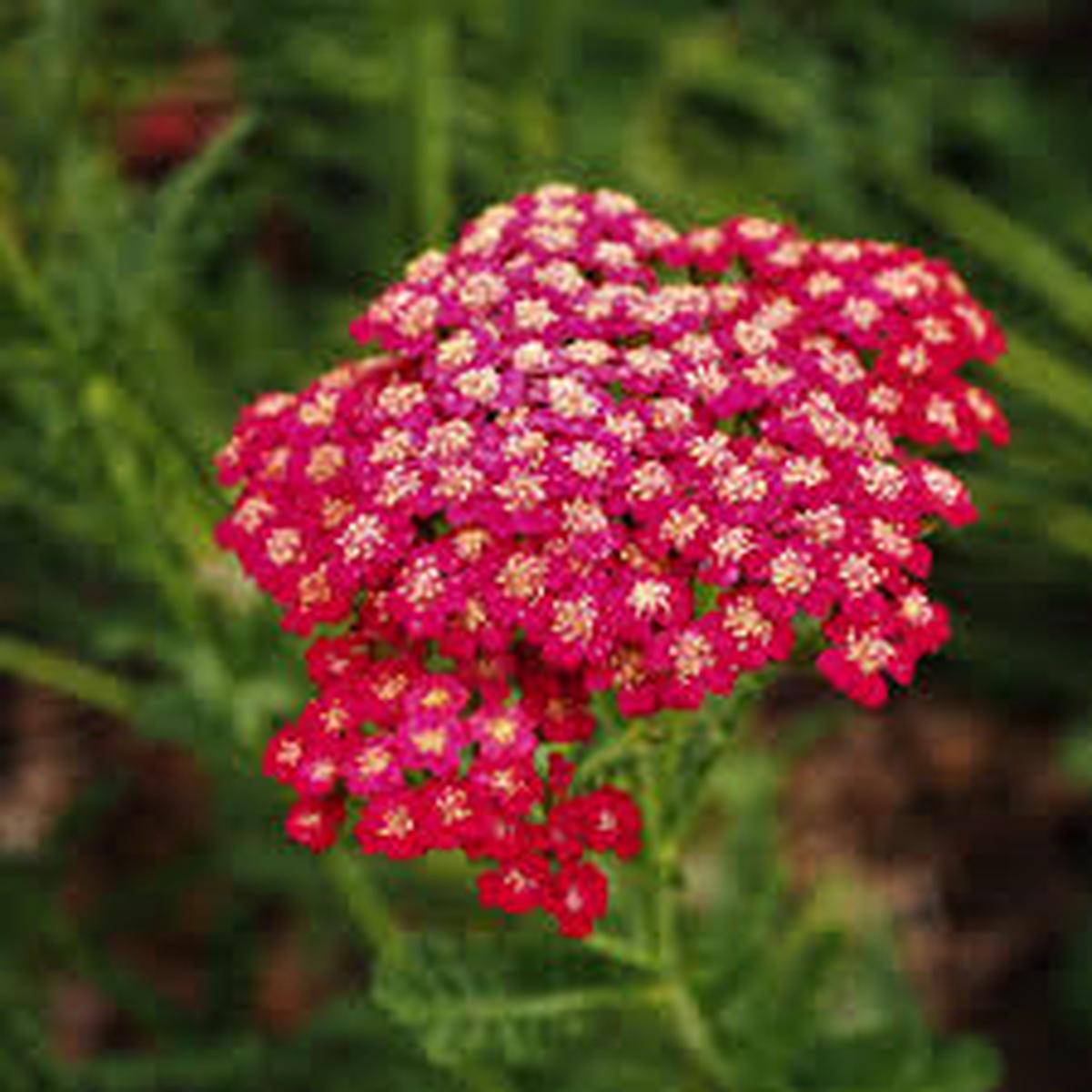 Achillea Red Seeds for Planting home garden flower bed