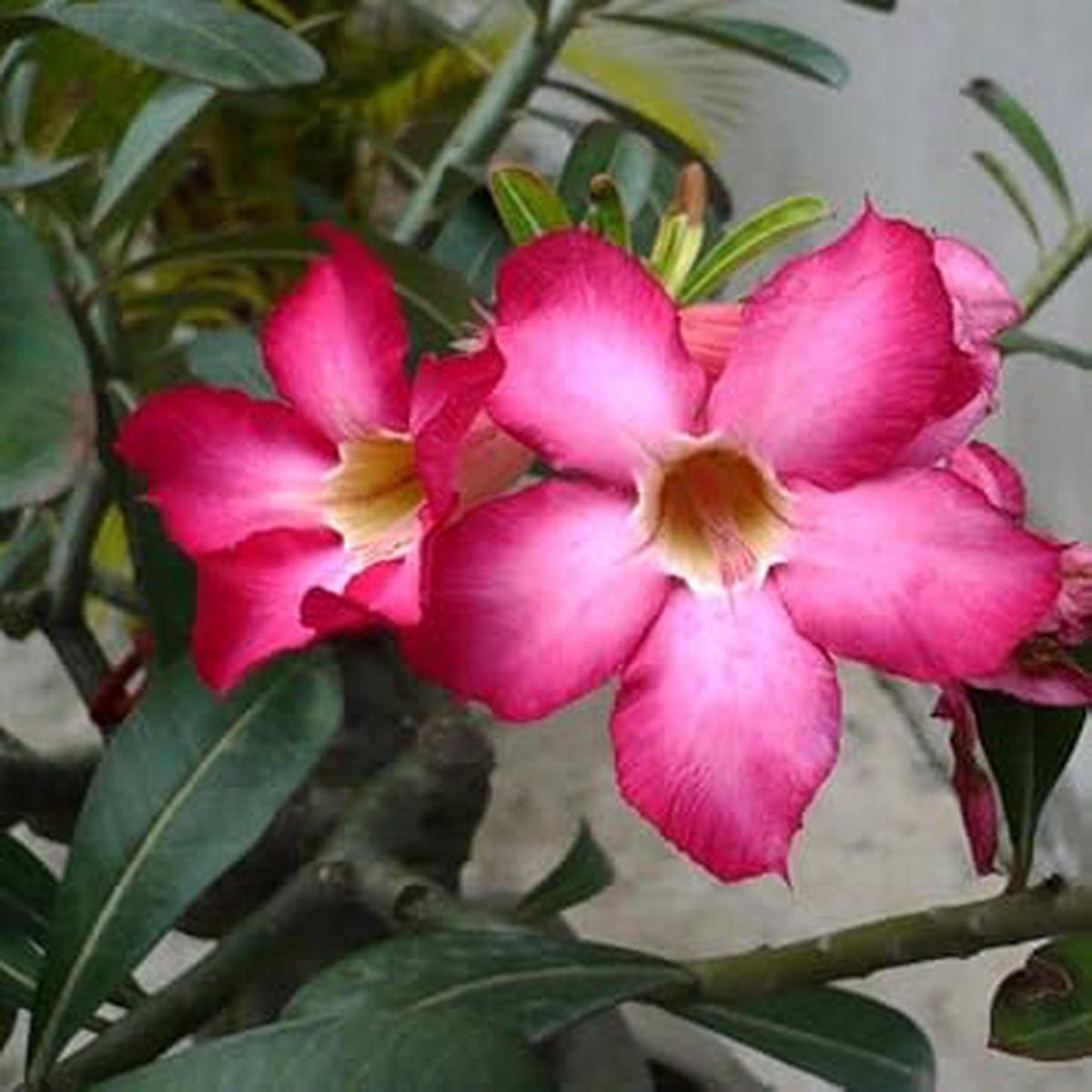 Adenium Obesum Flower Seeds for Planting  Heirloom, Non-GMO, Colorful Display Organic Garden Seeds