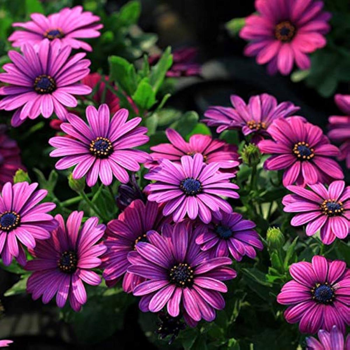 Afano Blue-Eyed Daisy Seeds  Osteospermum for Indoor Flower Planting