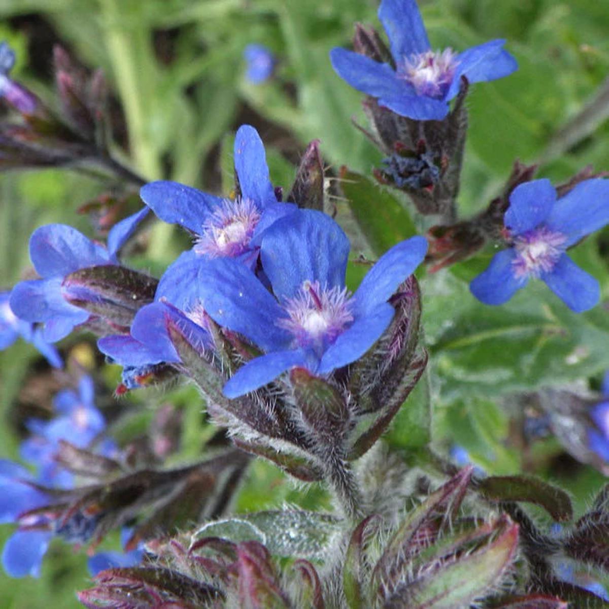 Anchusa Flower Seeds, Heirloom, Non-GMO Seeds for Planting