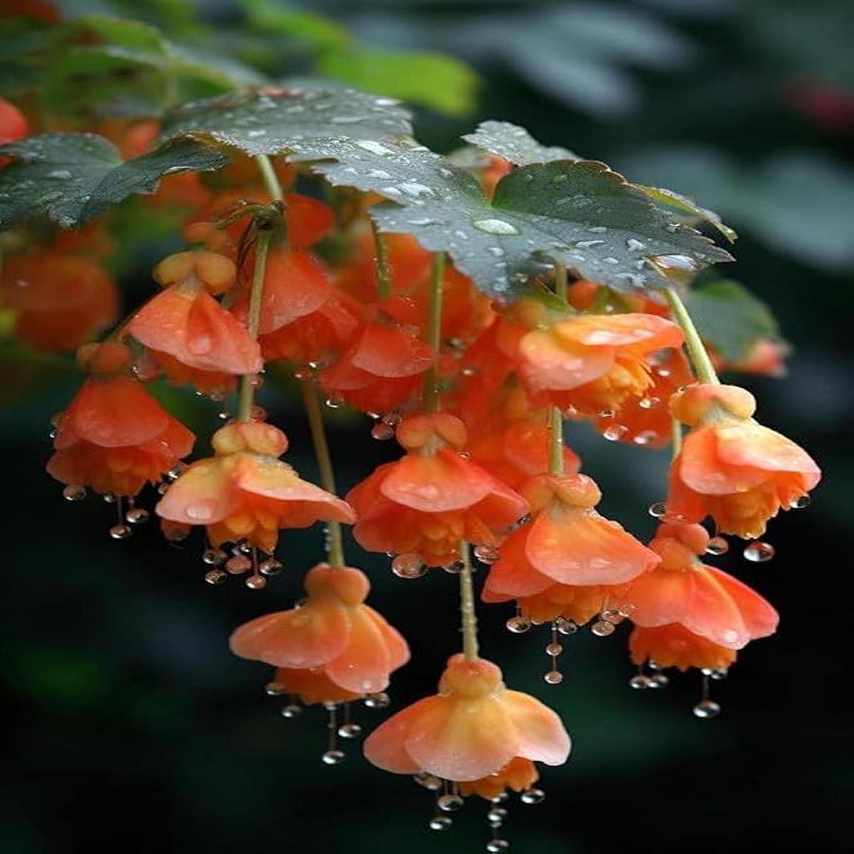 Apricot Begonia Begonia tuberhybrida Illumination variety flower seeds for balcony garden