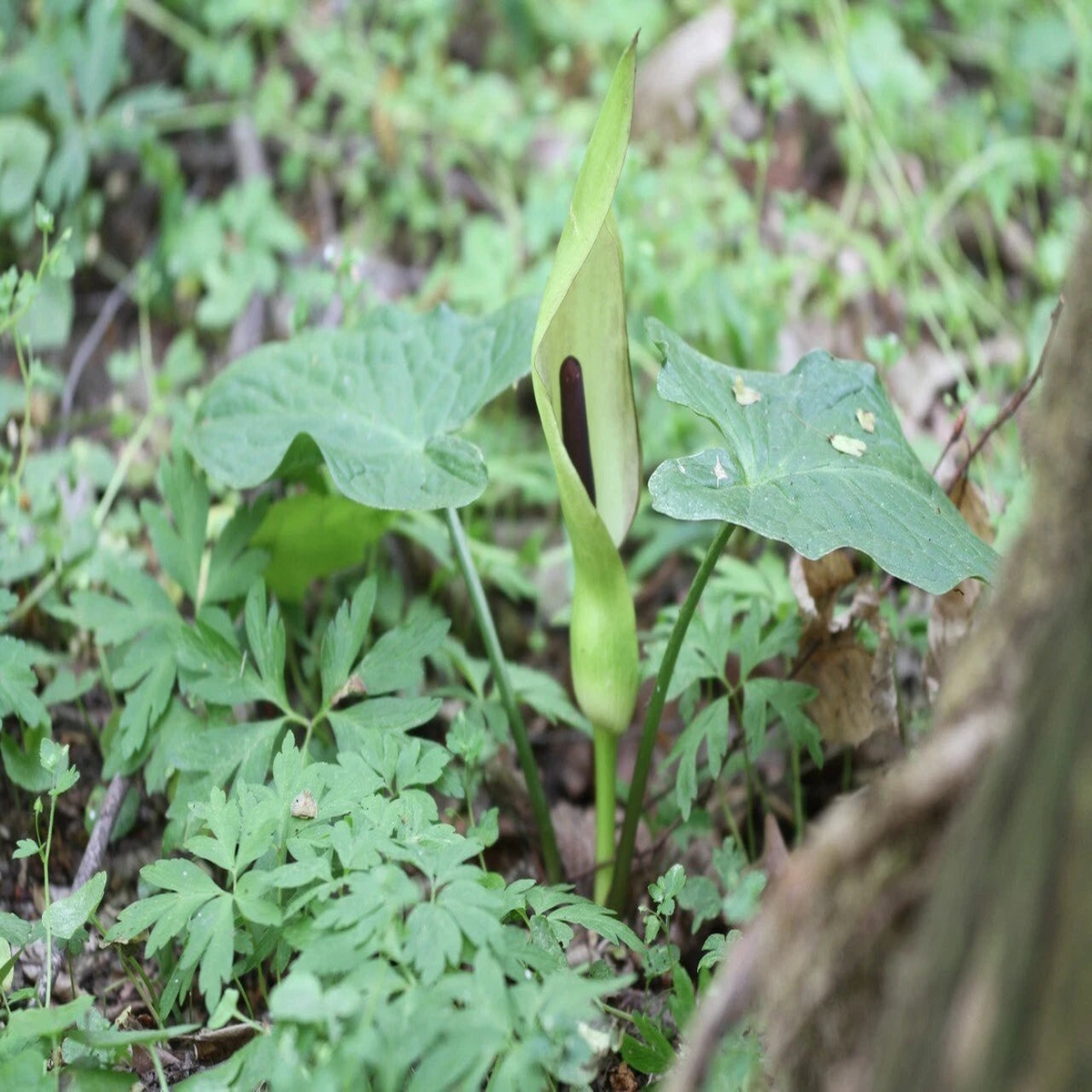 ARUM MACULATUM Seeds Lords and Ladies shipping  Heirloom, Non-GMO, High Germination Organic Garden Seeds