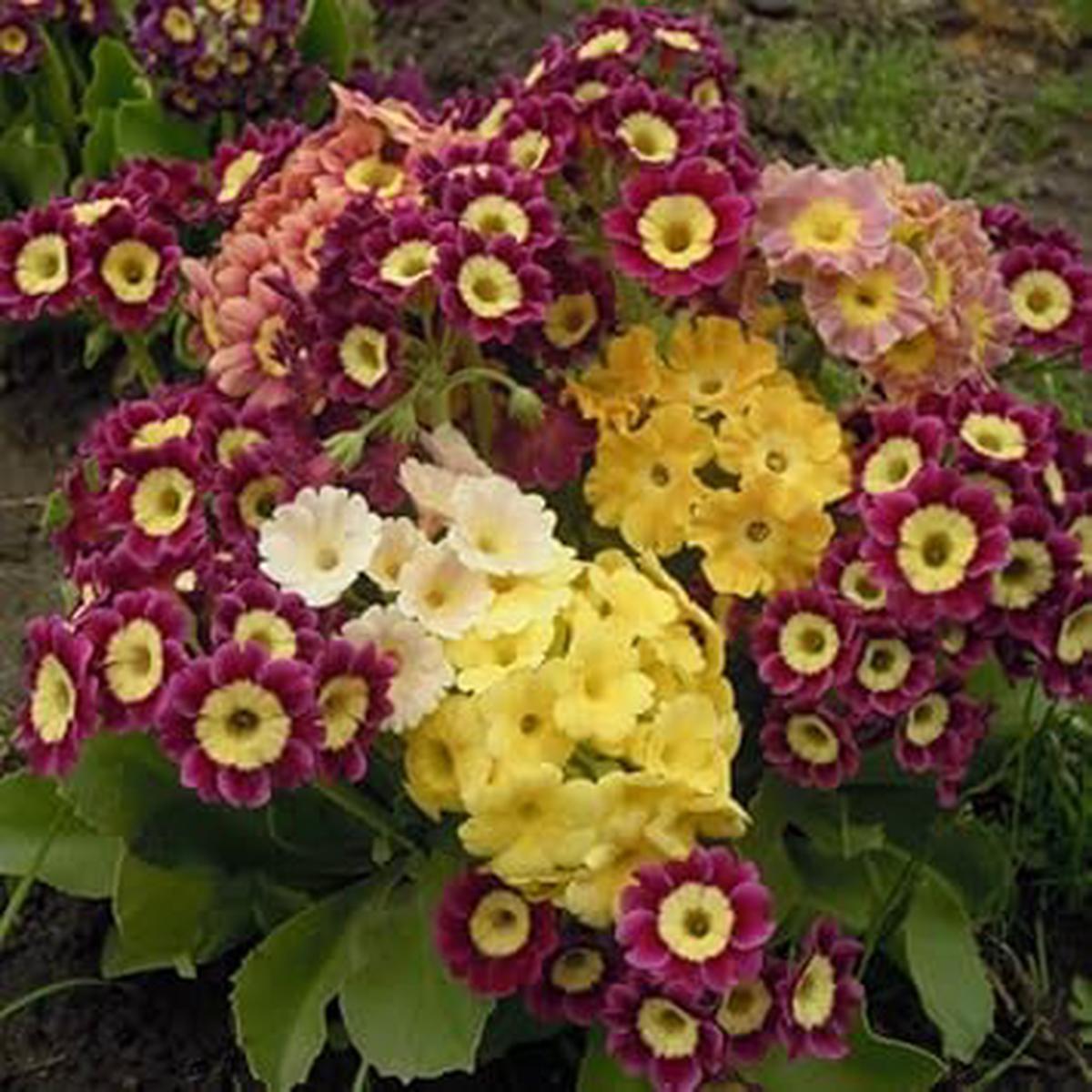 Aurikel Flower Seeds for Planting – 100 Pcs pcs