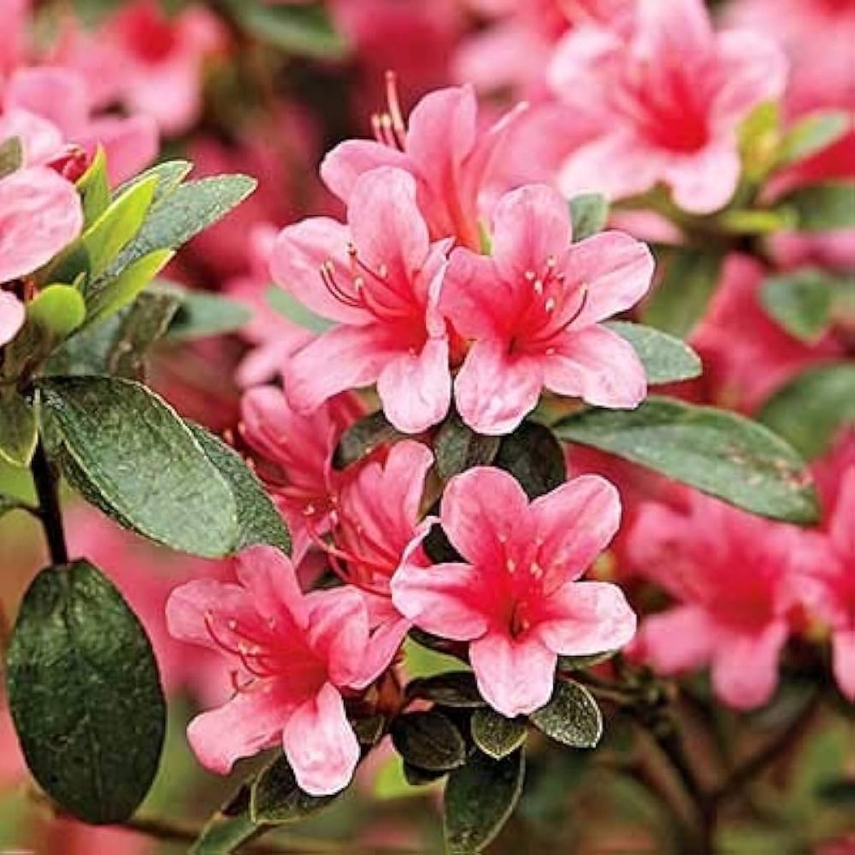 Azalea Pink Flower Seeds for Planting  Heirloom, Non-GMO, High Germination Organic Garden Seeds