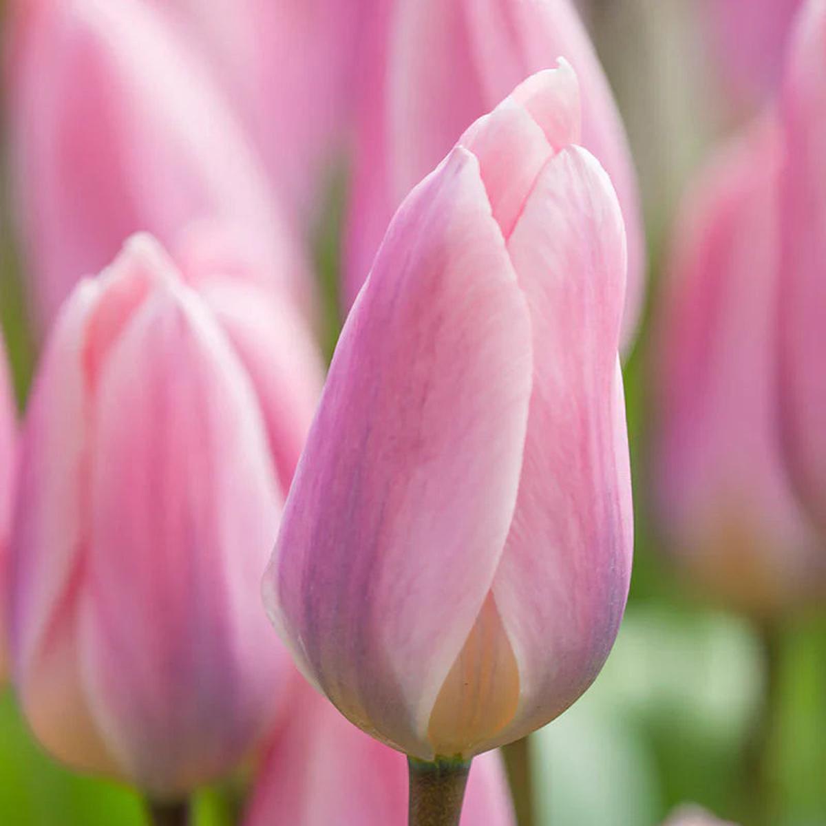 Baby Pink Tulip Flower seeds for Planting Compact Growth Heirloom & GMO Free Seeds for Home Garden Sale