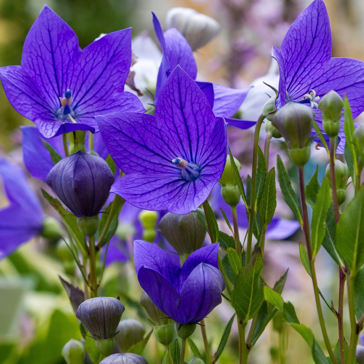 Balloon Flower Seeds for Planting  Heirloom, Non-GMO, Drought-Tolerant High Germination Seeds