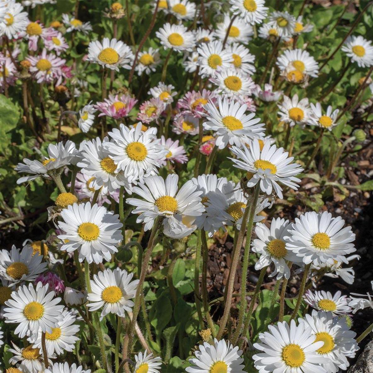 Bellis English Daisy