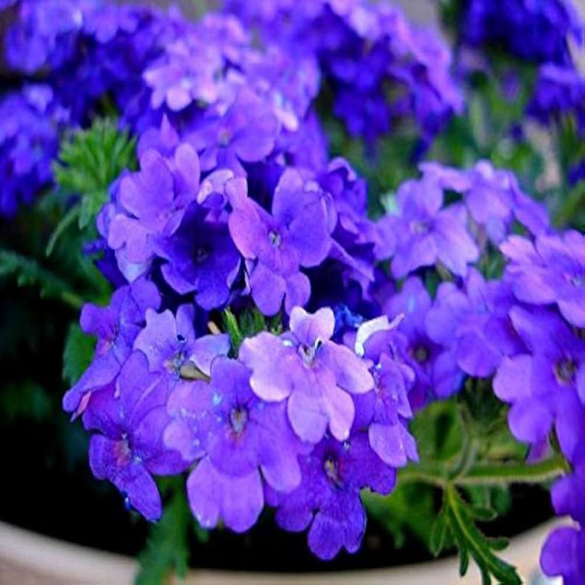Blau Verbena Flowering Seeds For Planting Dark blue