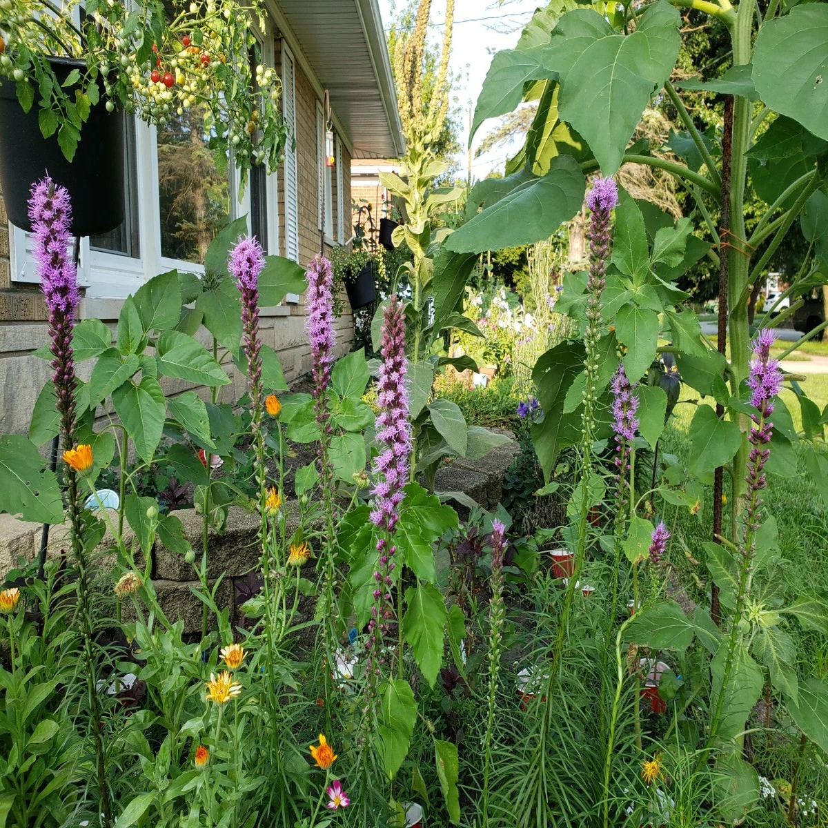 Blazing Star Seeds Seeds Shipping  Heirloom, Non-GMO, High Germination Organic Garden Seeds