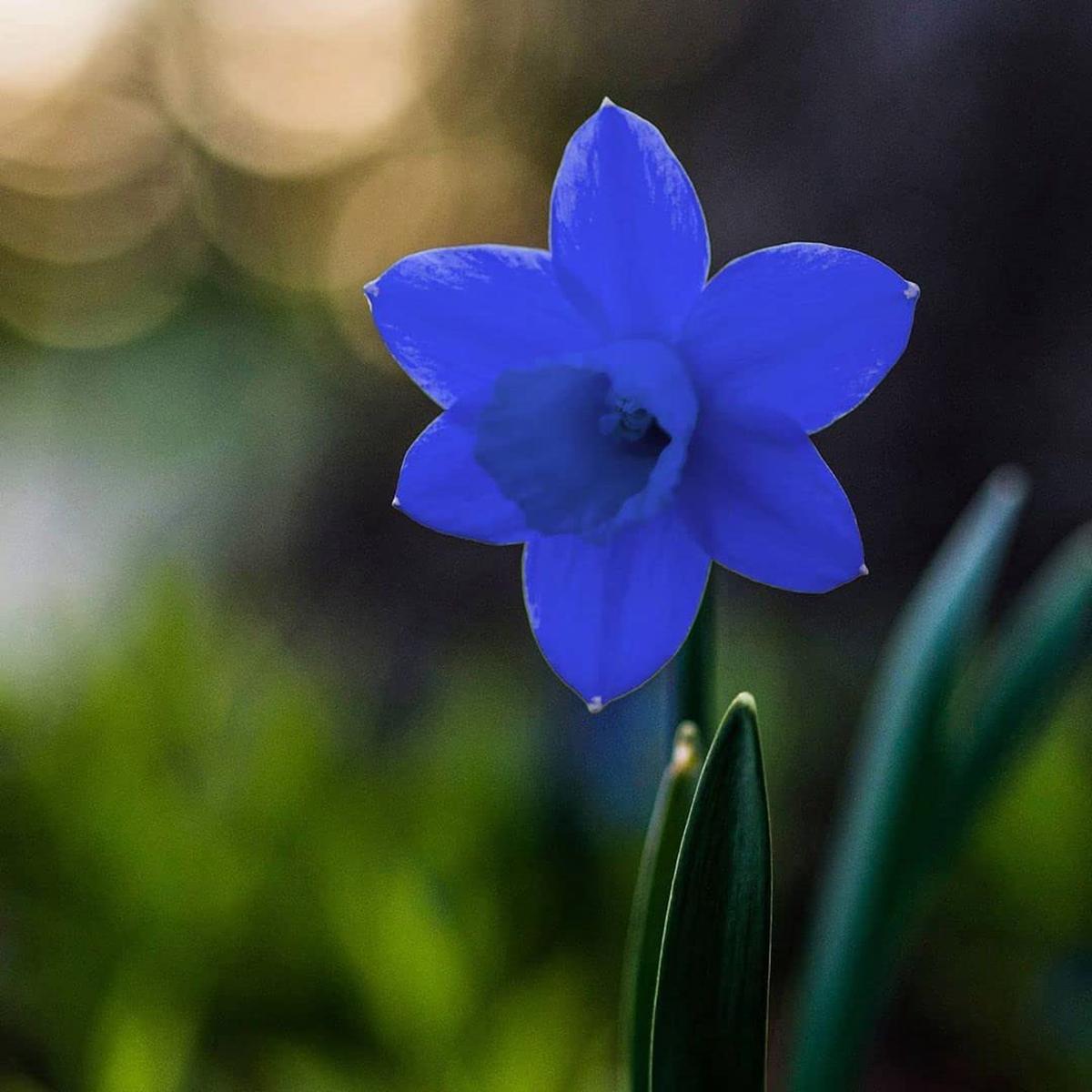 Blue Daffodils Flower seeds for Planting Cottage Garden Essential Heirloom & GMO Free Seeds for Home Garden