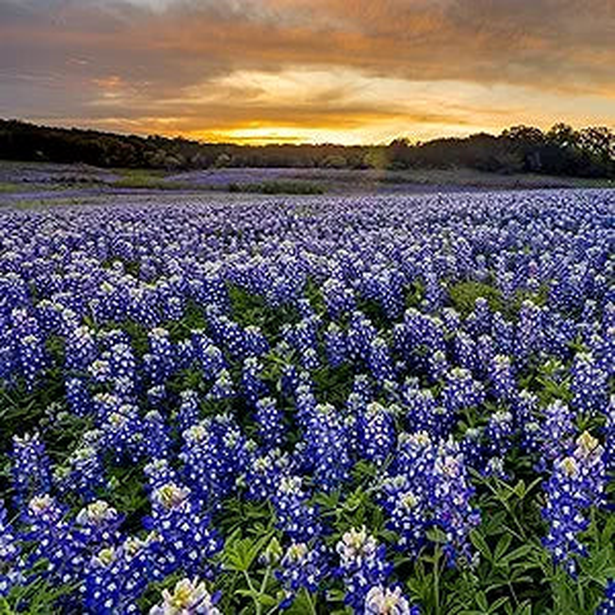 Bluebonnet Lupinus texensis Flower Seeds for Planting in Flower Bed & Garden