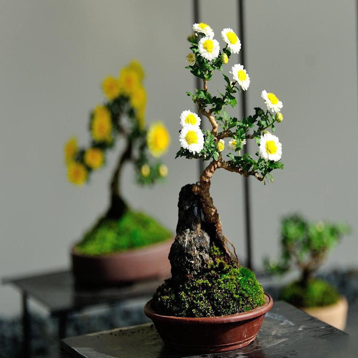 Bonsai Chrysanthemum Flower Seeds for Planting  Heirloom, Non-GMO, High Germination Organic Garden Seeds