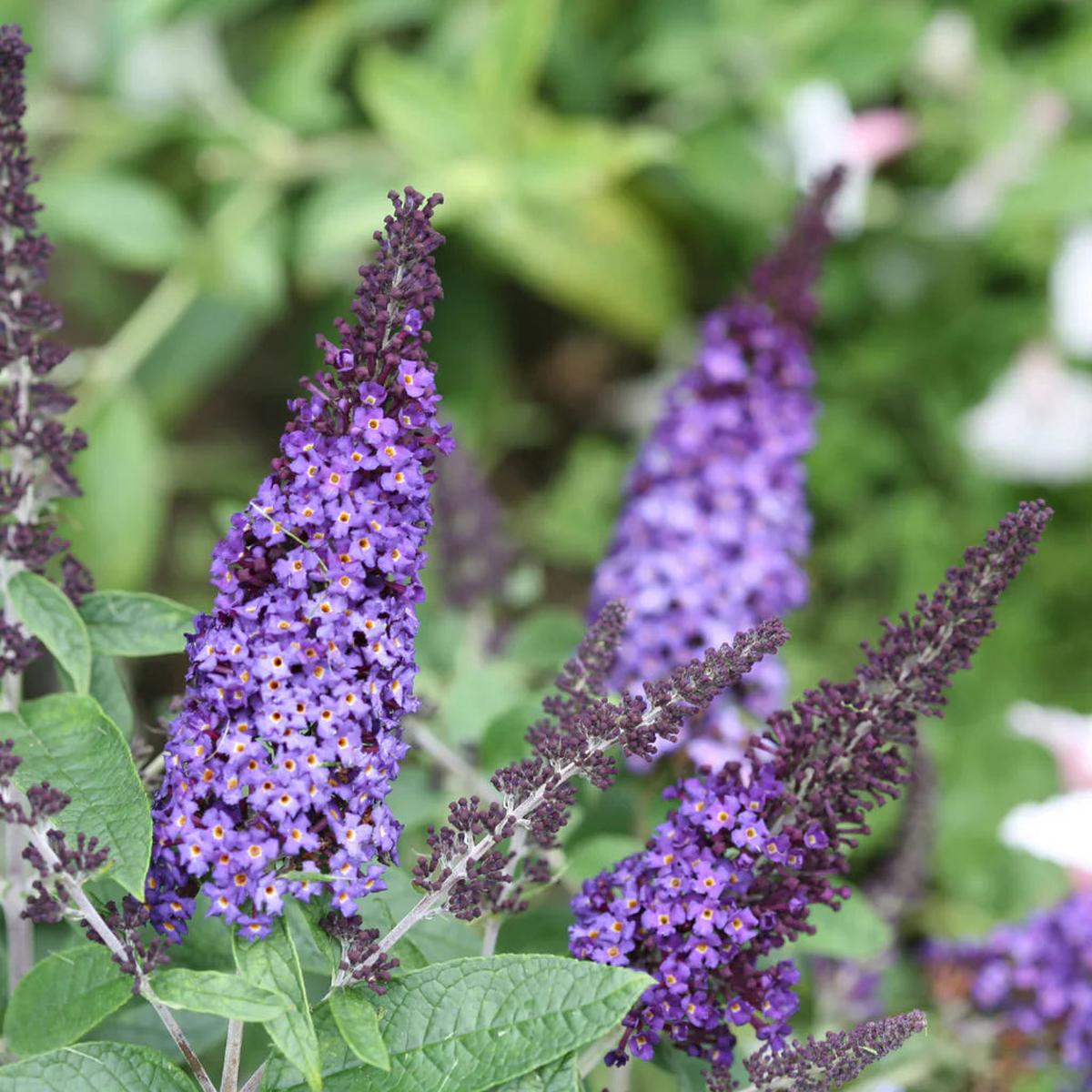 Buddleia Davidii Flower seeds for Planting Easy to Grow Heirloom & GMO Free Seeds for Home Garden Sale