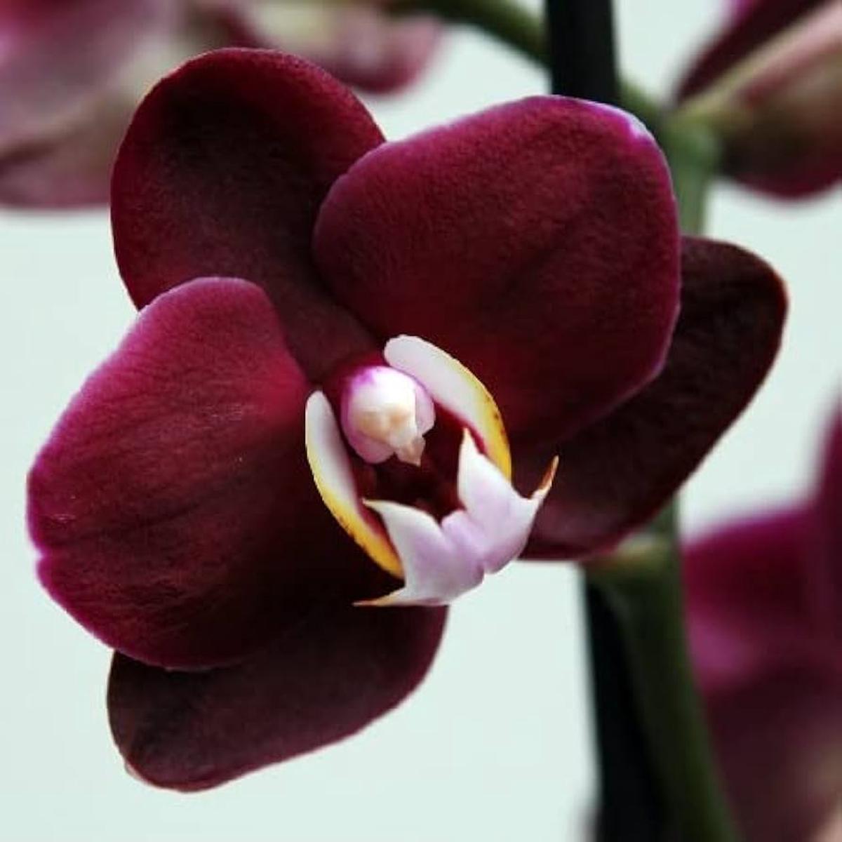 Butterfly Orchids Maroon Flower Seeds for Planting