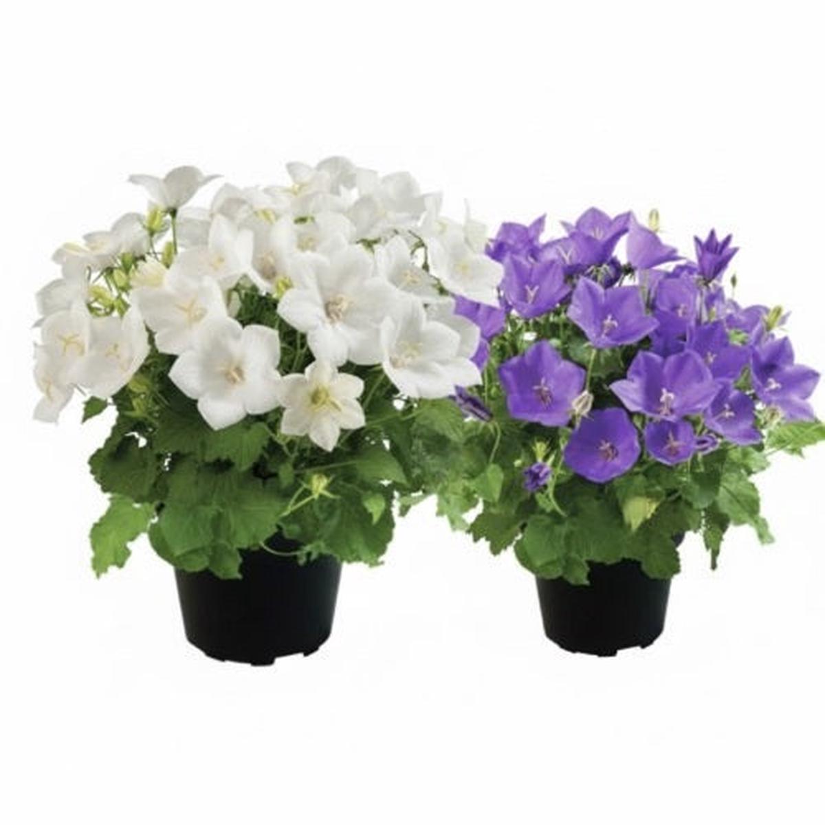 Campanula Avida Blue And White Imported Pelleted  Heirloom, Non-GMO, High Germination Organic Garden Seeds