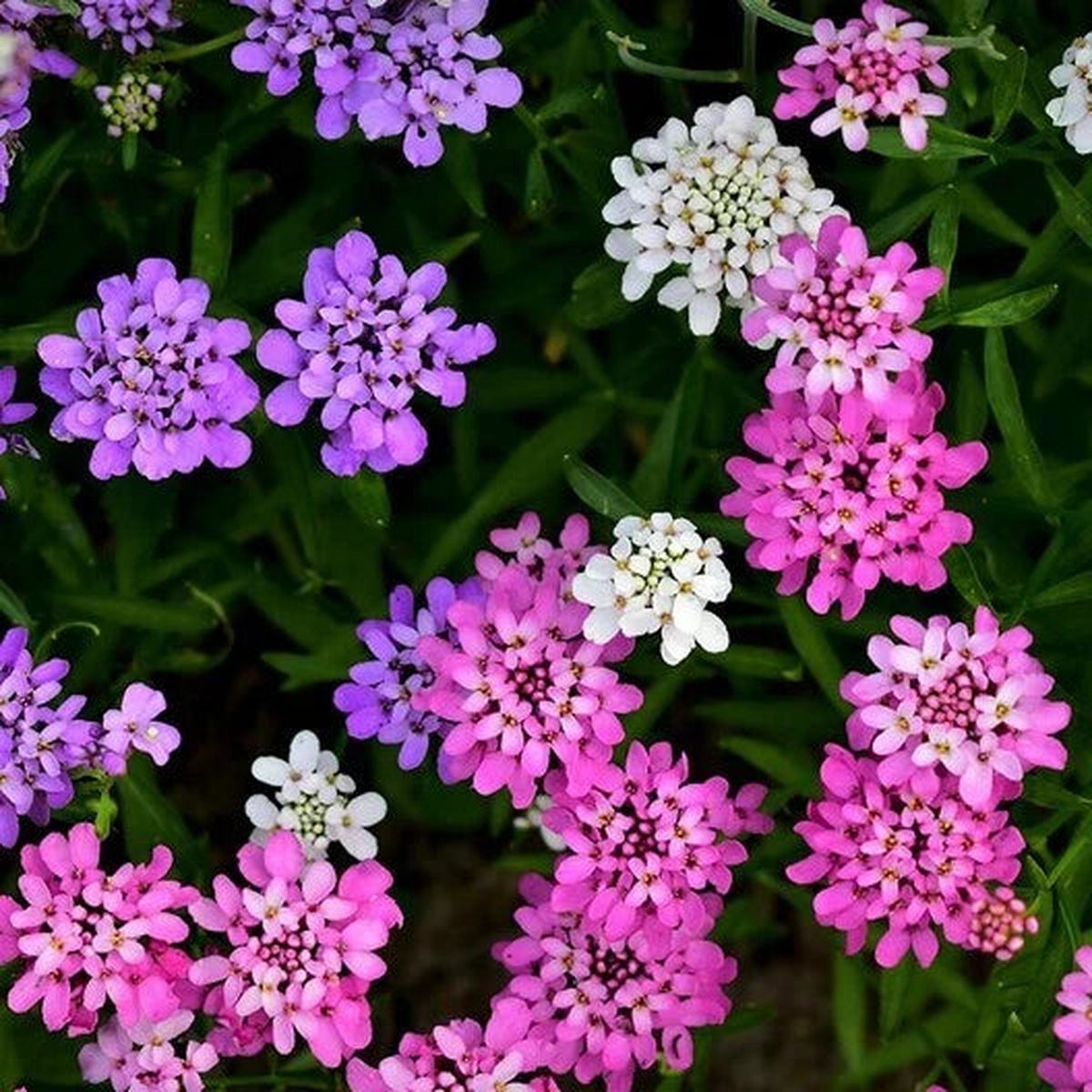 Candytuft MIXED COLORS Ground Cover Pollinators Fragrant Seeds  Heirloom, Non-GMO, High Germination Organic Garden Seeds