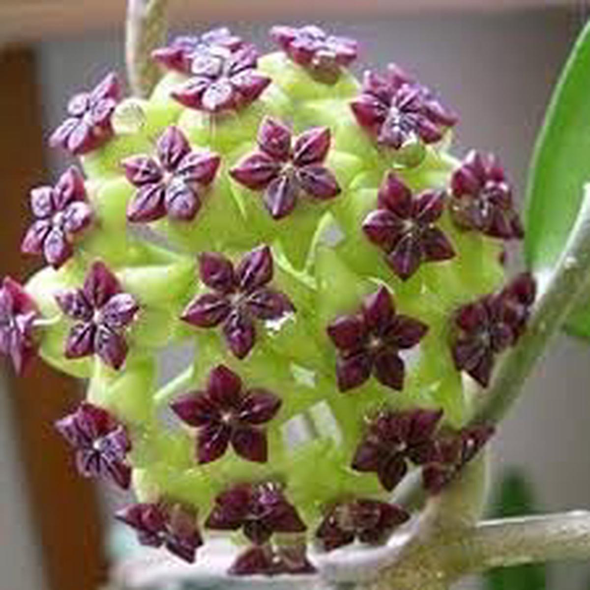 Carnosa Flower Seeds for Planting, Unique Texture, 100