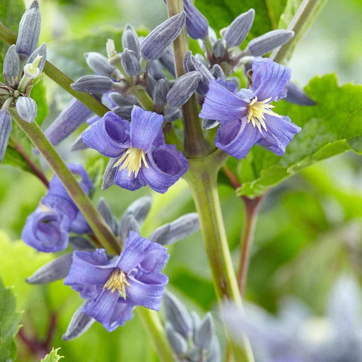 Clematis Heracleifolia Flower seeds for Planting Pollinator Friendly Heirloom & GMO Free Seeds for Home Garden Sale