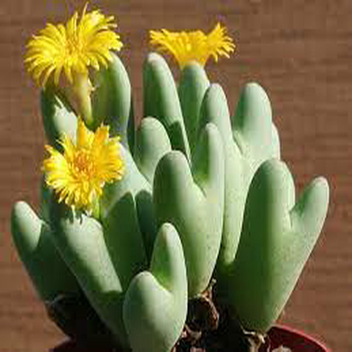Conophytum Bilobum Cactus Seeds for Planting Heirloom & Non-GMO Succulent Seeds for Unique Rock Garden Plants