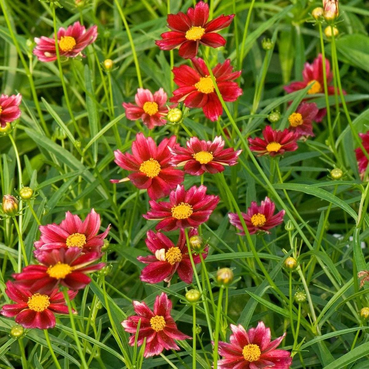 Coreopsis ‘Mercury Rising’ Flower Seeds for Planting Heirloom, Non-GMO, Easy to Grow, Perennial