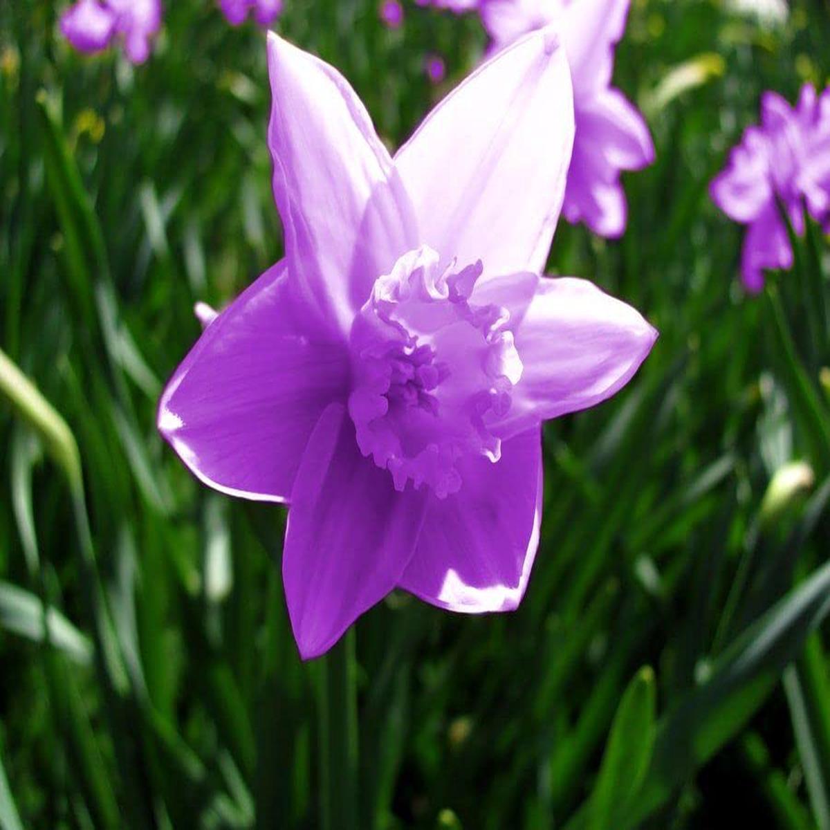 Daffodils Violet Flower seeds for Planting Garden Favorite Heirloom & GMO Free Seeds for Home Garden Sale