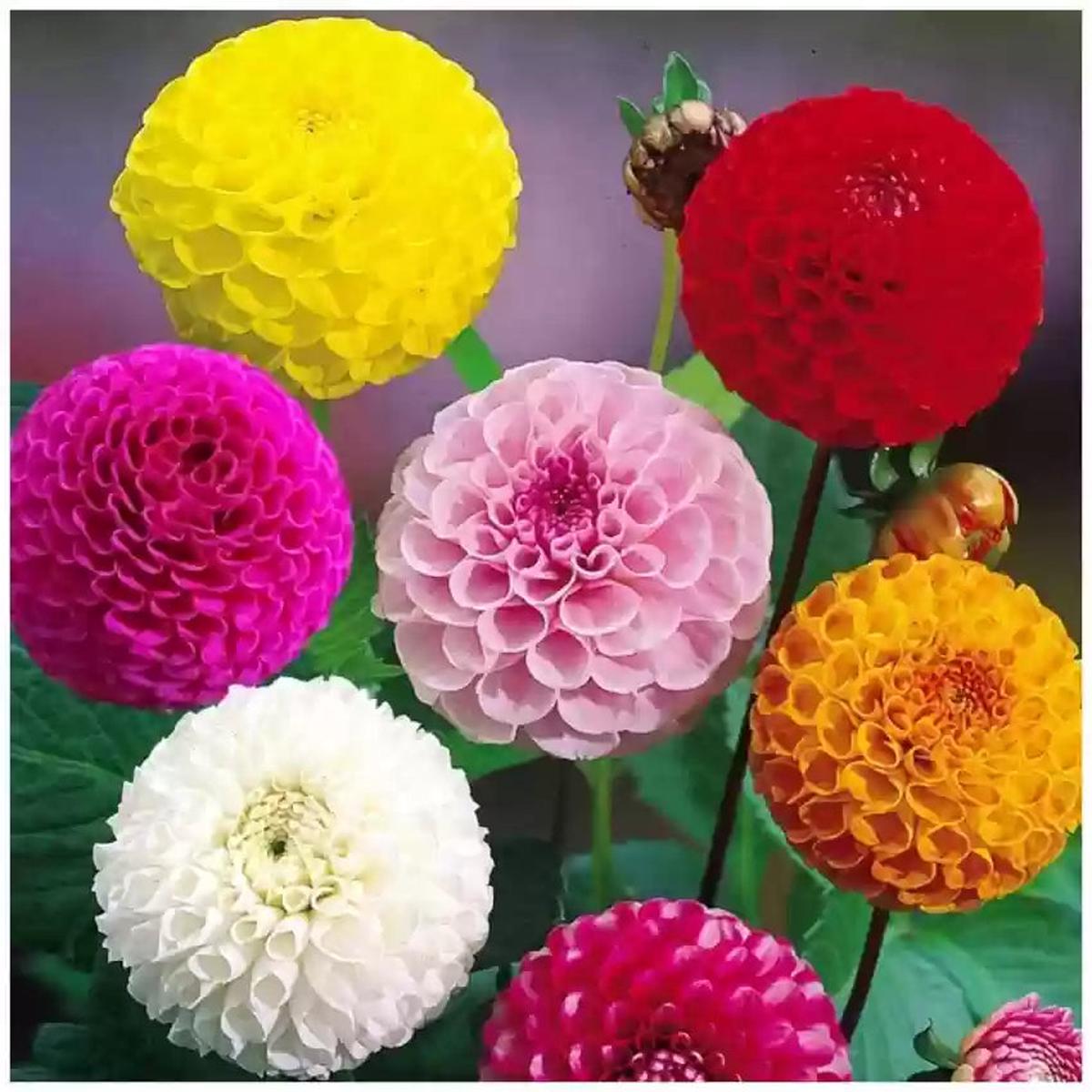 Dahlia Flower seeds for Planting Compact Growth Heirloom & GMO Free Seeds for Home Garden Sale