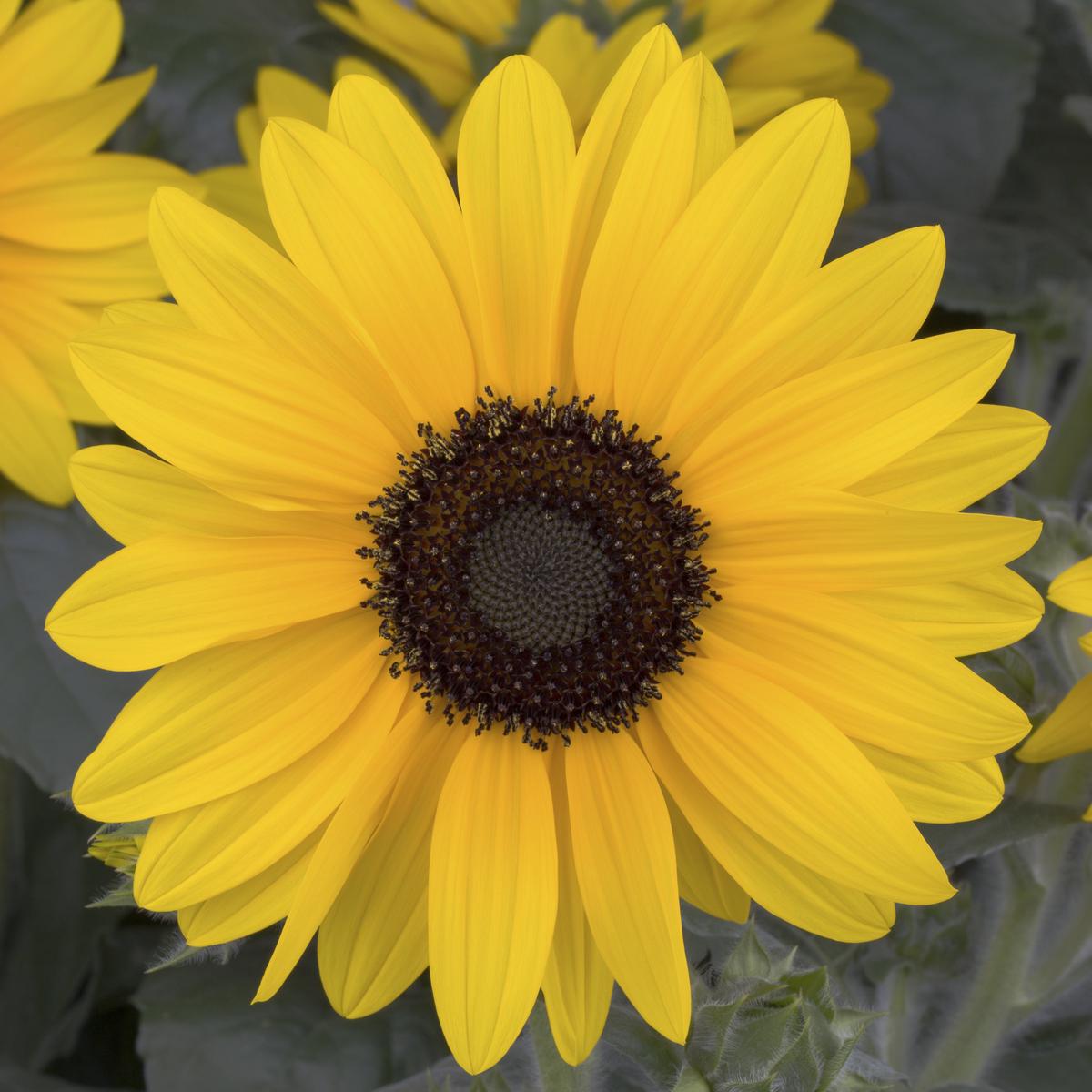 Dark Yellow Mini Sunflower Seeds for Planting Premium Quality, Heirloom & Non-GMO Seeds for Home Garden