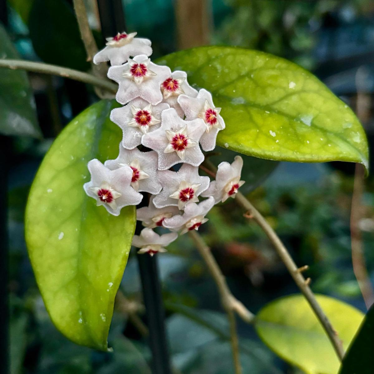 Flat White Red Hoya Flower Seeds for Planting  Heirloom, Non-GMO, High Germination Organic Garden Seeds