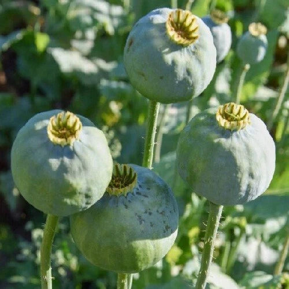 Fresh Czech Republic Papavear Somniferum Poppy Seeds for Planting Seeds  Heirloom, Non-GMO, High Germination Organic Garden Seeds