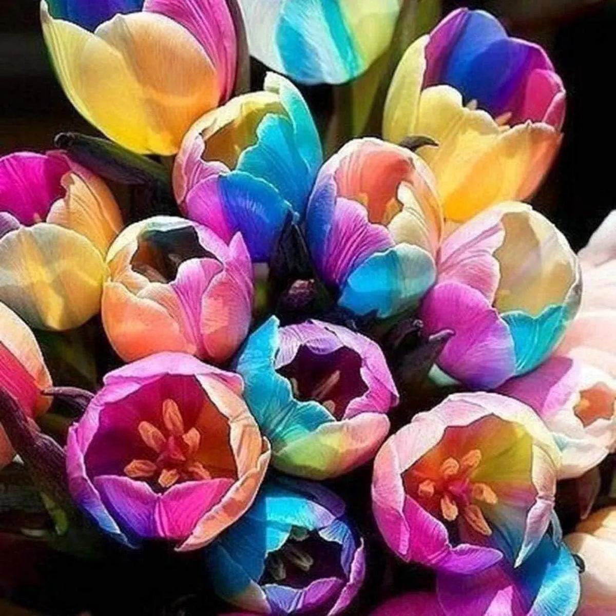 Futuba Rainbow Tulips Flower Seeds for Planting  Vibrant, Heirloom, Non-GMO Seeds