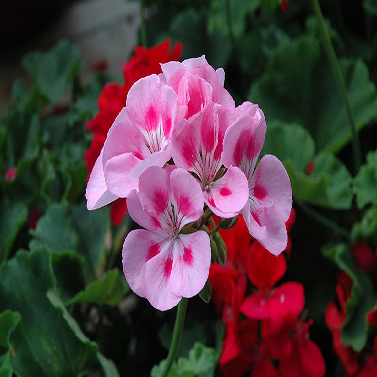 Geranium Baby Pink Flower Seeds for Planting  Heirloom Non-GMO, High Germination Organic Garden Seeds