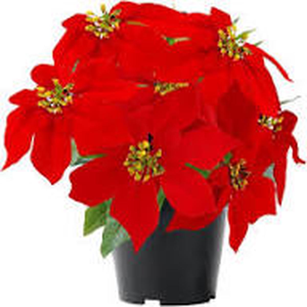 Green Poinsettia Perennial Flower Seeds for Planting Wildflower Mix, Heirloom, Non-GMO Seeds