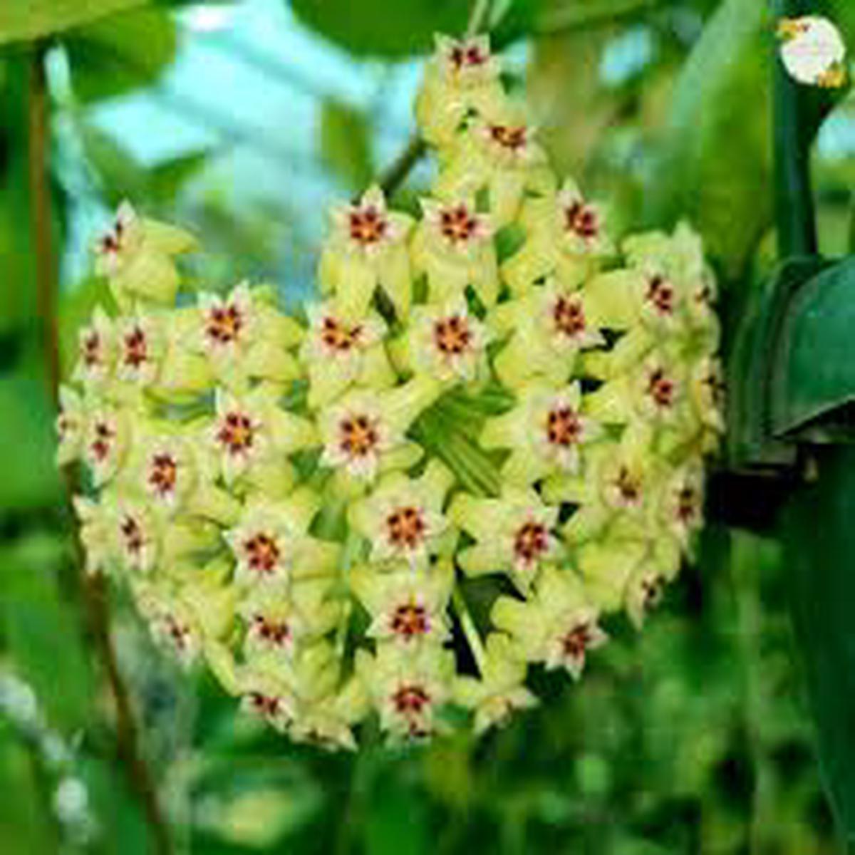 Green Purple Hoya Flower Seeds for Planting Compact Growth Heirloom & GMO Free Seeds for Home Garden Sale