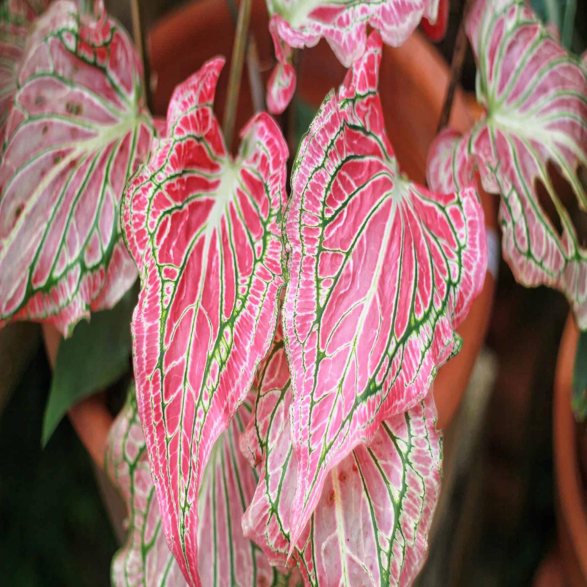 Heirloom Caladium ‘Salmon Pink’ Seeds Non-GMO, High Germination Organic Garden Seeds for Planting