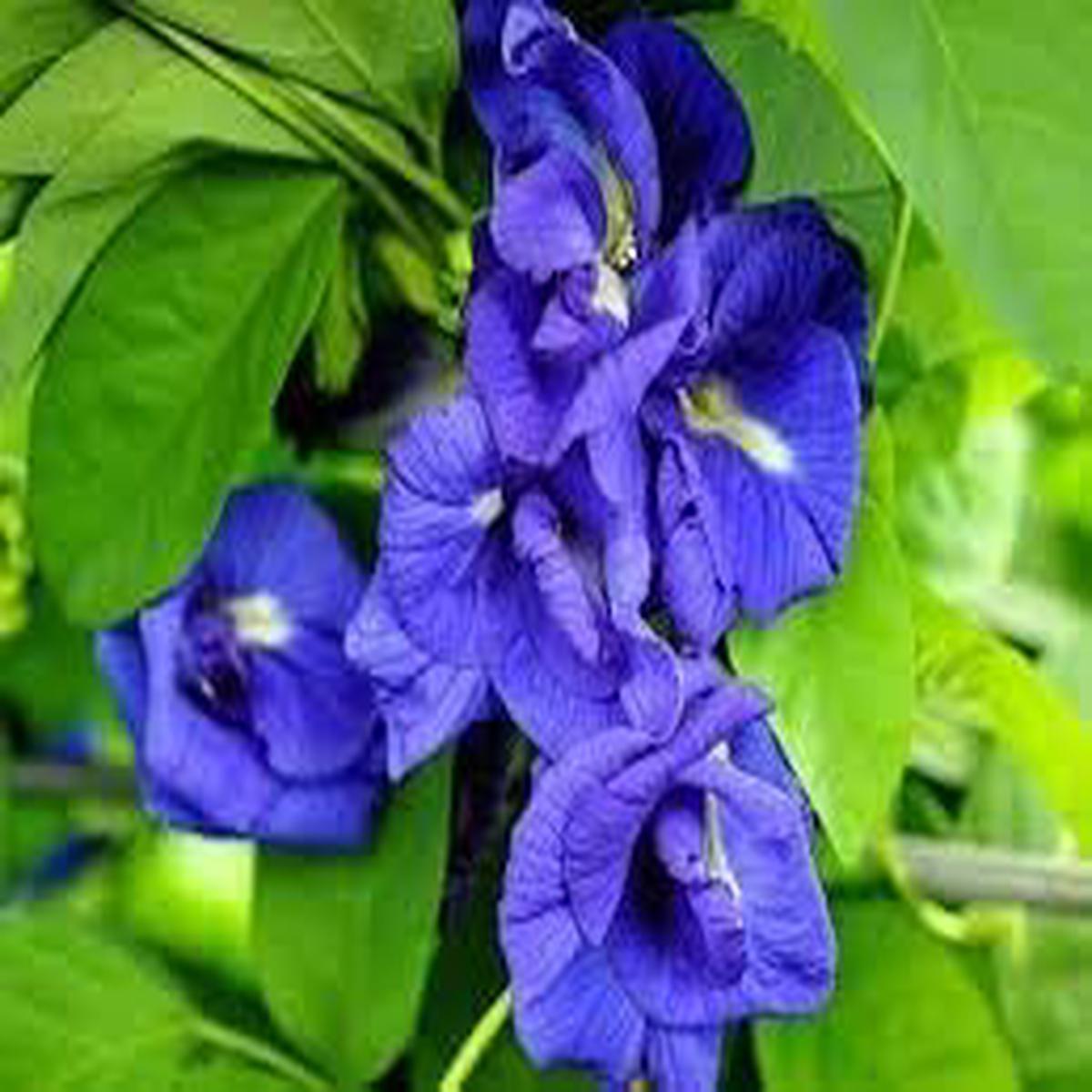 Heirloom Clitoria Ternatea Flower Seeds for Planting  Hardy Variety, Non-GMO, High Germination Organic Garden Seeds