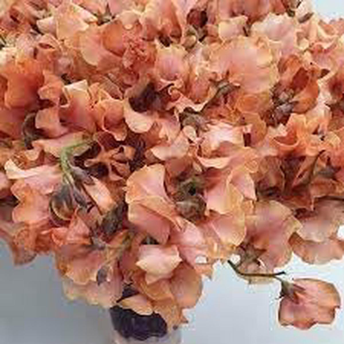 Heirloom Non-GMO Brown Sweet Pea Flower Seeds for Planting Organic Garden Seeds with High Germination