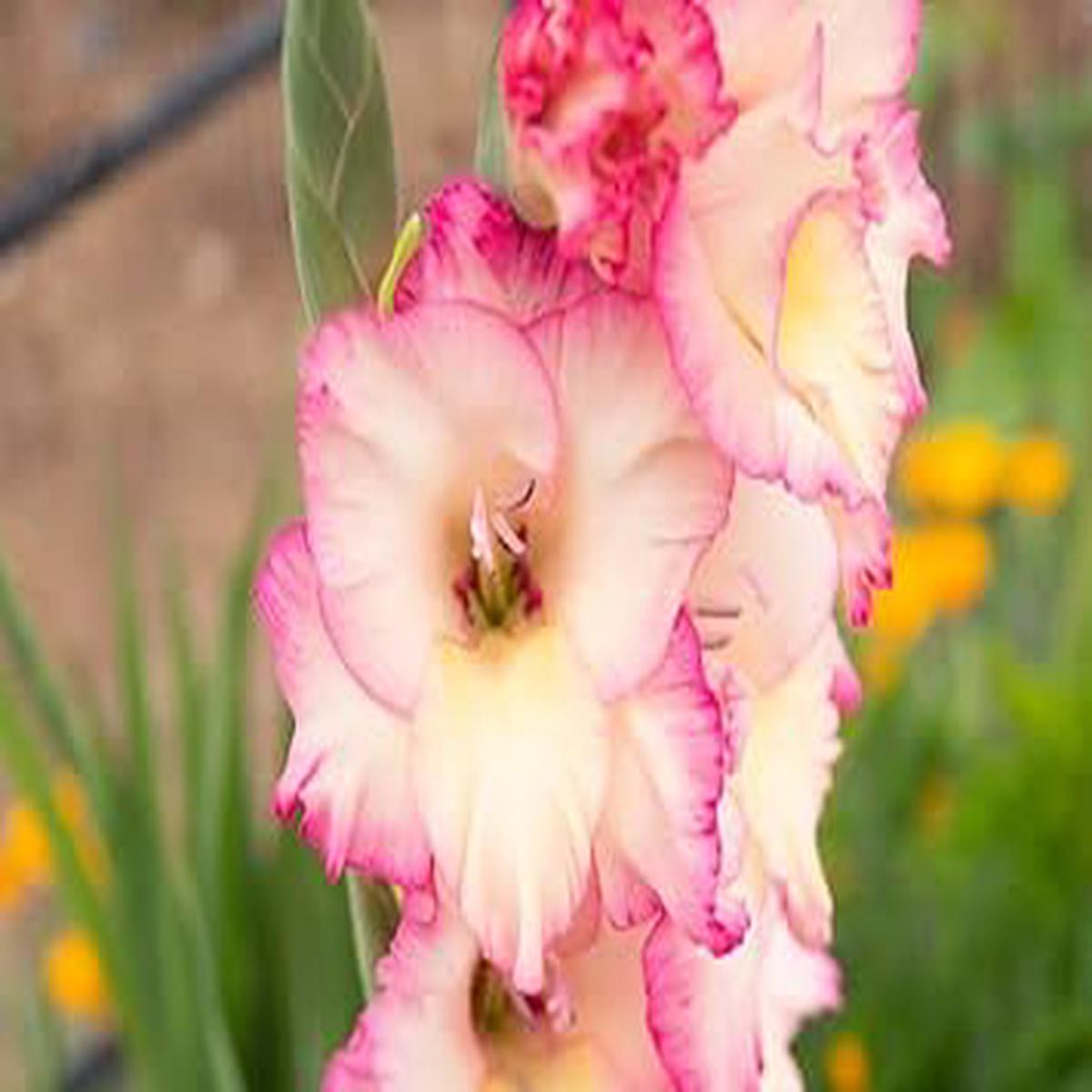 Heirloom Non-GMO Gladiolus Flower Seeds  White & Pink Blooms for Planting | High Germination Organic Garden Seeds
