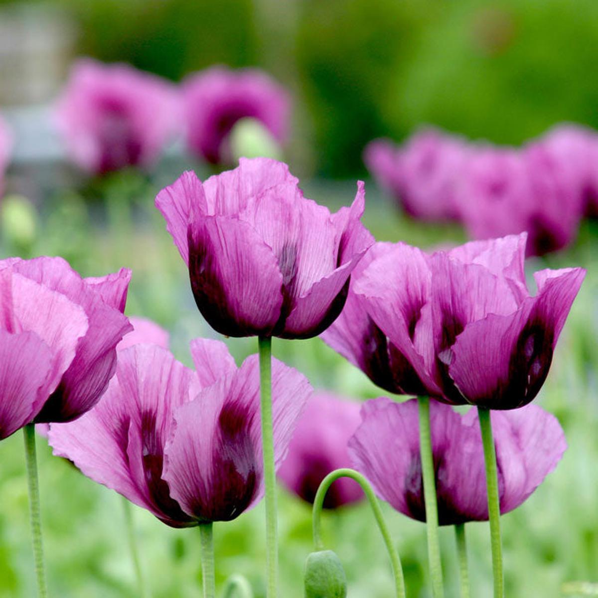 Heirloom Non-GMO Hungarian Flower Seeds for Vibrant and Traditional Garden Planting