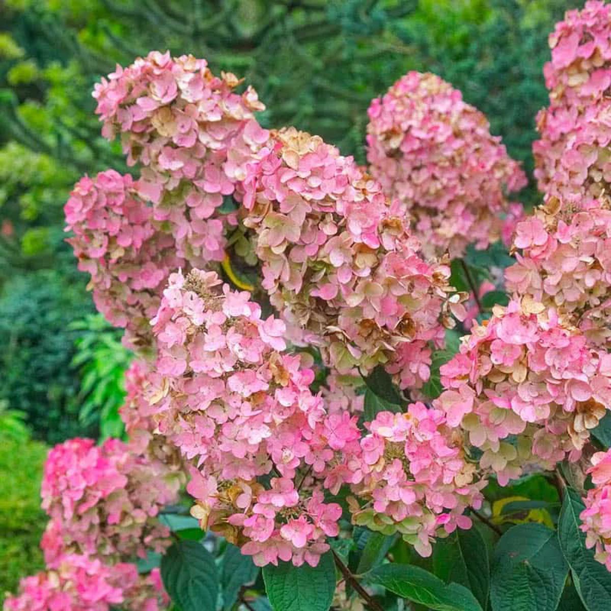 Heirloom Non-GMO Hydrangea Flower Seeds for Planting  Vibrant Garden Bloom Seeds