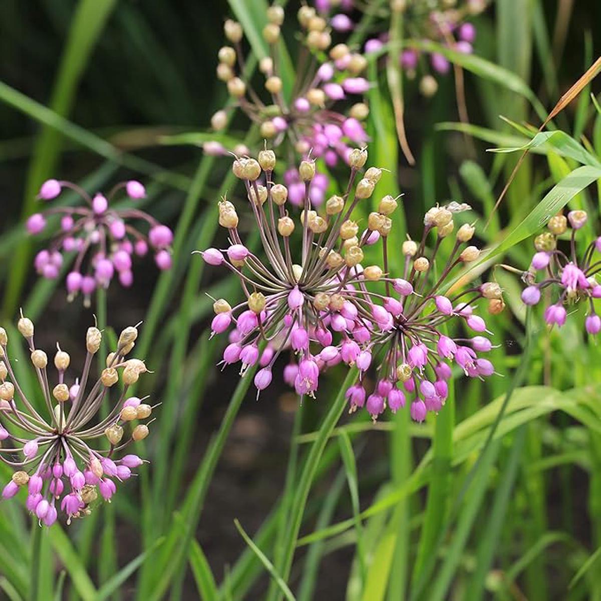 Heirloom Non-GMO Pink Nodding Onion (Allium Cernuum) – Seeds for Unique, Beautiful Flowering Onions