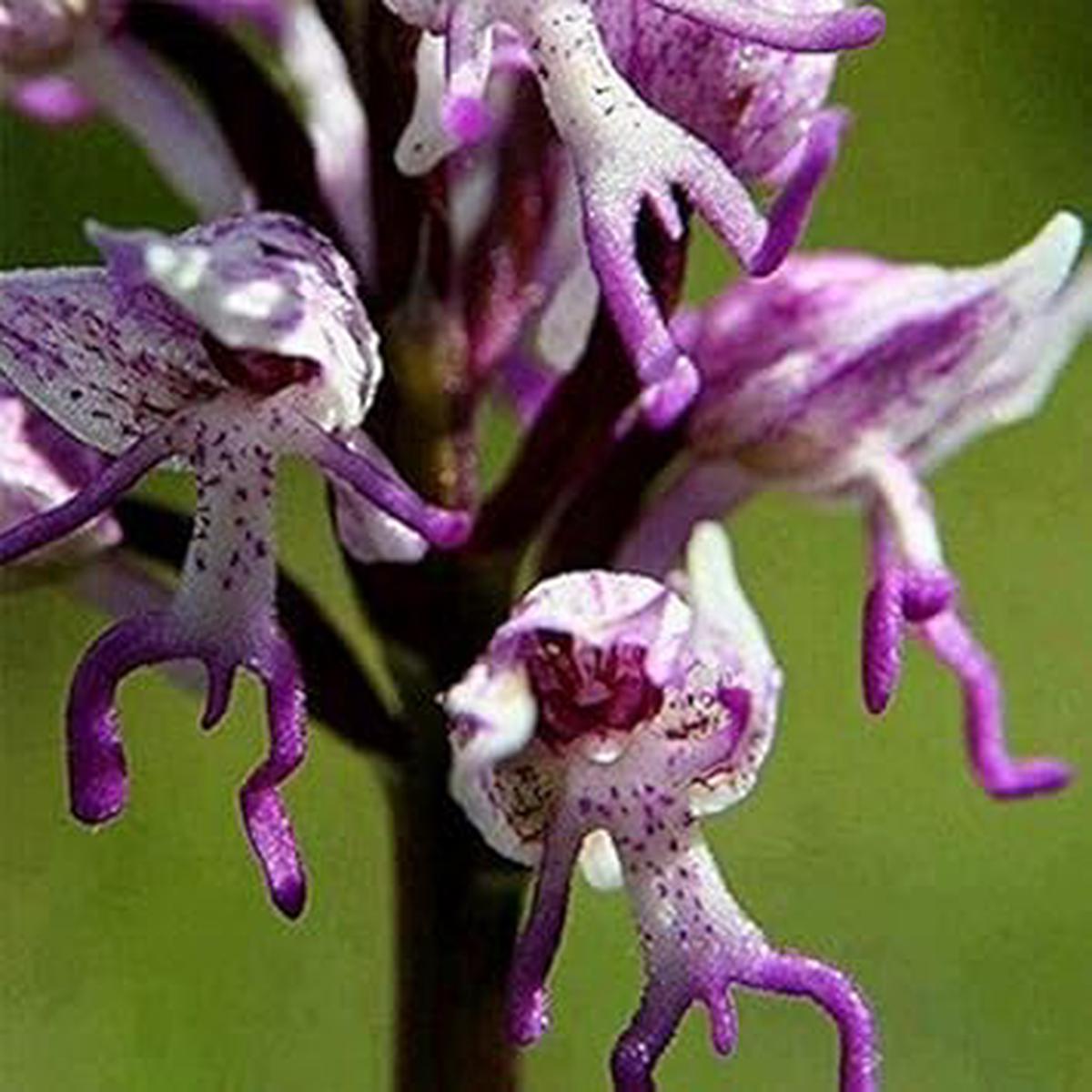 Heirloom Non-GMO Purple Orchis Italica Flower Seeds Unique Helmet Orchid Blooms for Garden Planting