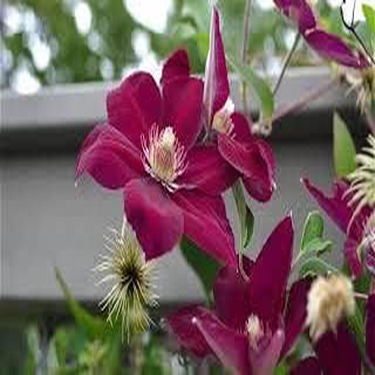 Heirloom purple Yellow Clematis Flower Seeds Non-GMO Climbing Garden Blooms for Planting
