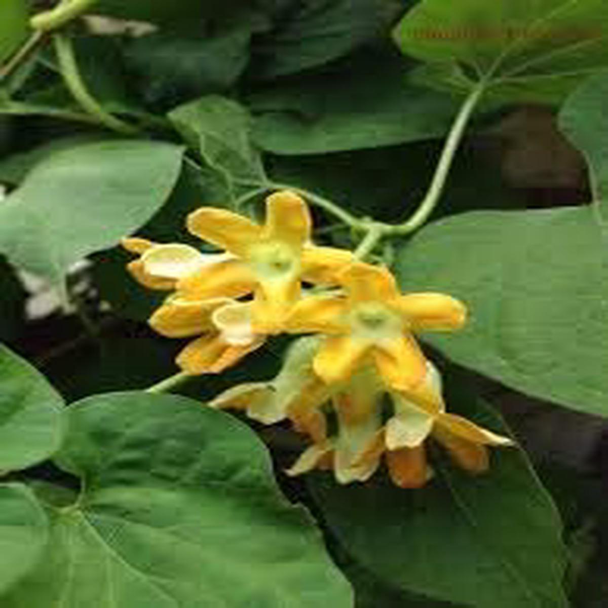 Heirloom Telosma cordata (Pakalana Vine) flower seeds  nonGMO edible vine seeds