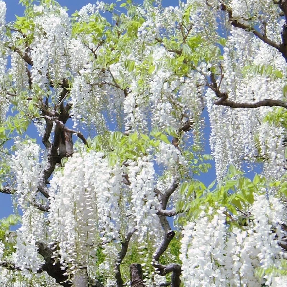 Heirloom White Wisteria Flower Seeds for Planting  Non-GMO, High Germination Cascading Fragrant Garden Seeds