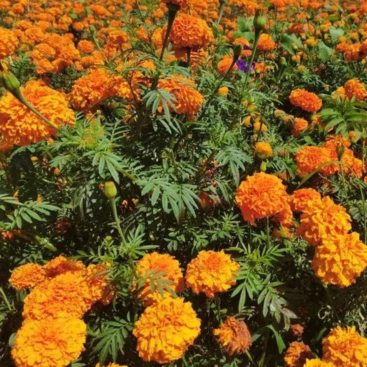 High Quality Marigold With Bright And Easy To Grow  Heirloom, Non-GMO, High Germination Organic Garden Seeds